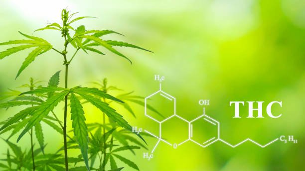 What is Frog Poison THC? Lineage, Terps & Effects Guide